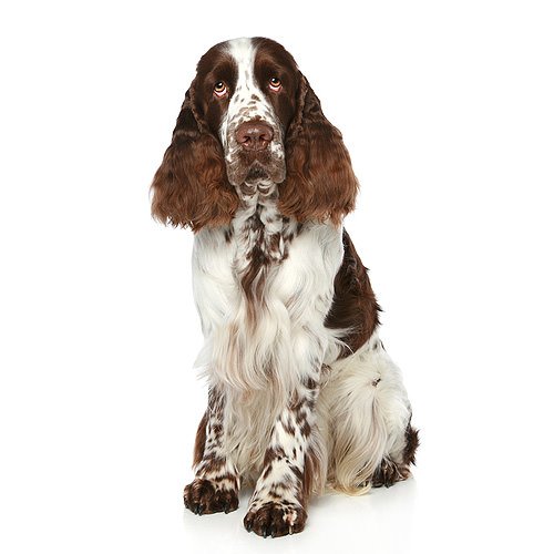 english-springer-spaniel-299.jpg