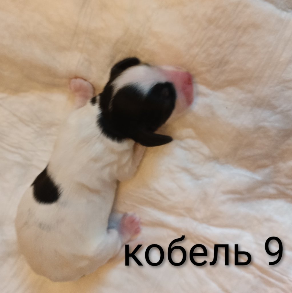 x1YSQu5X6WT1YYjEzYKa1zj2tK3YHZklw4WmenakNBzoHmBGwquJK4W6RMHF6AmhjoLXa2S5fm4CYcbsdTafOln5.jpg