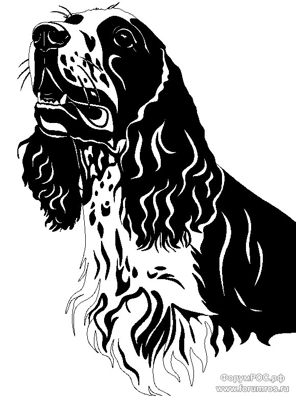 Шайни-Шел-Флорина(2).jpg