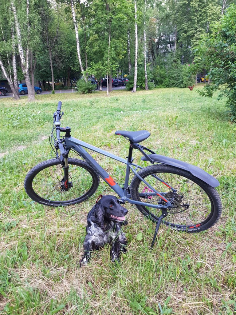 spaniel-i-velosiped.jpg