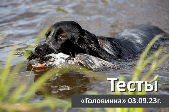 2023-Сентябрь_Тесты.gif