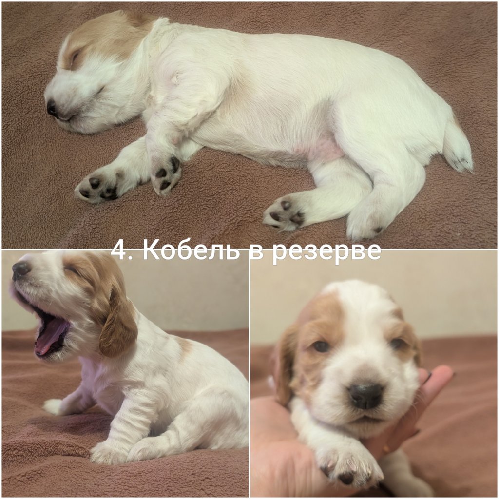 20261011_194948-COLLAGE~2.jpg