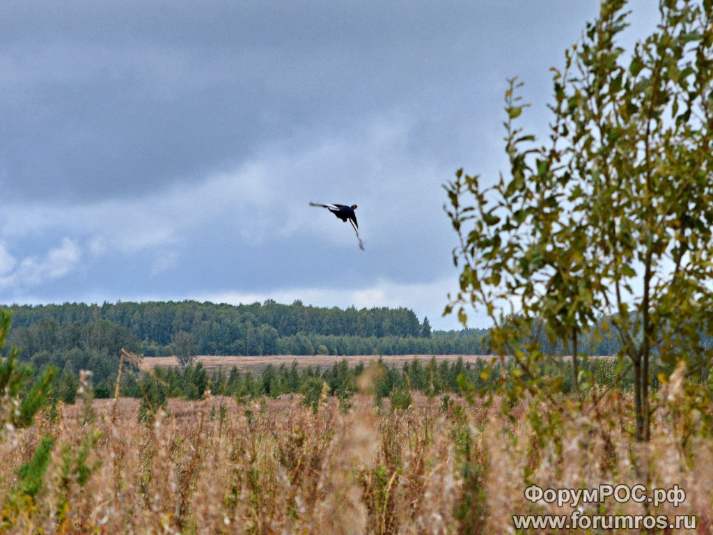 DSC_7968.JPG