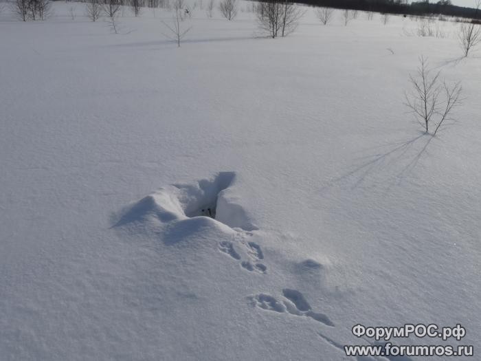 2011-02-1c8e91c71356c395ad410ba0bad73440__rsu-1000-800.jpg