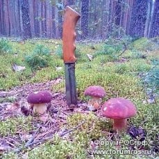 грибы.jpg