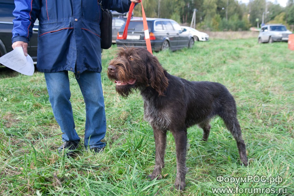 Puschkinskaya 24 spt 2016-004.jpg