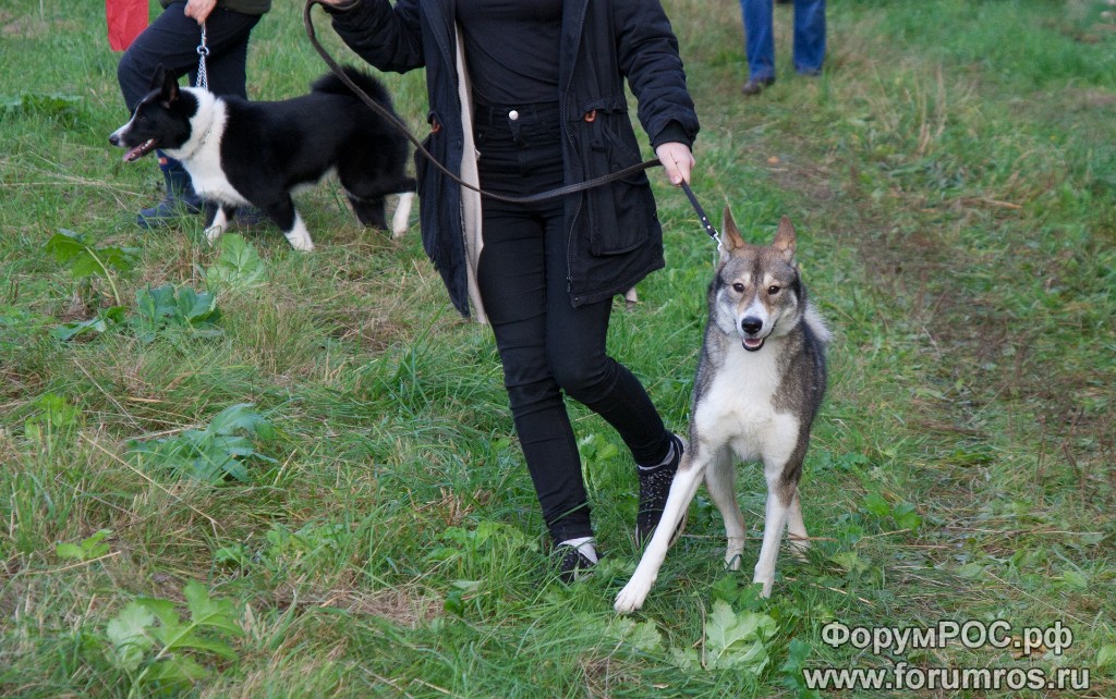 Puschkinskaya 24 spt 2016-018.jpg